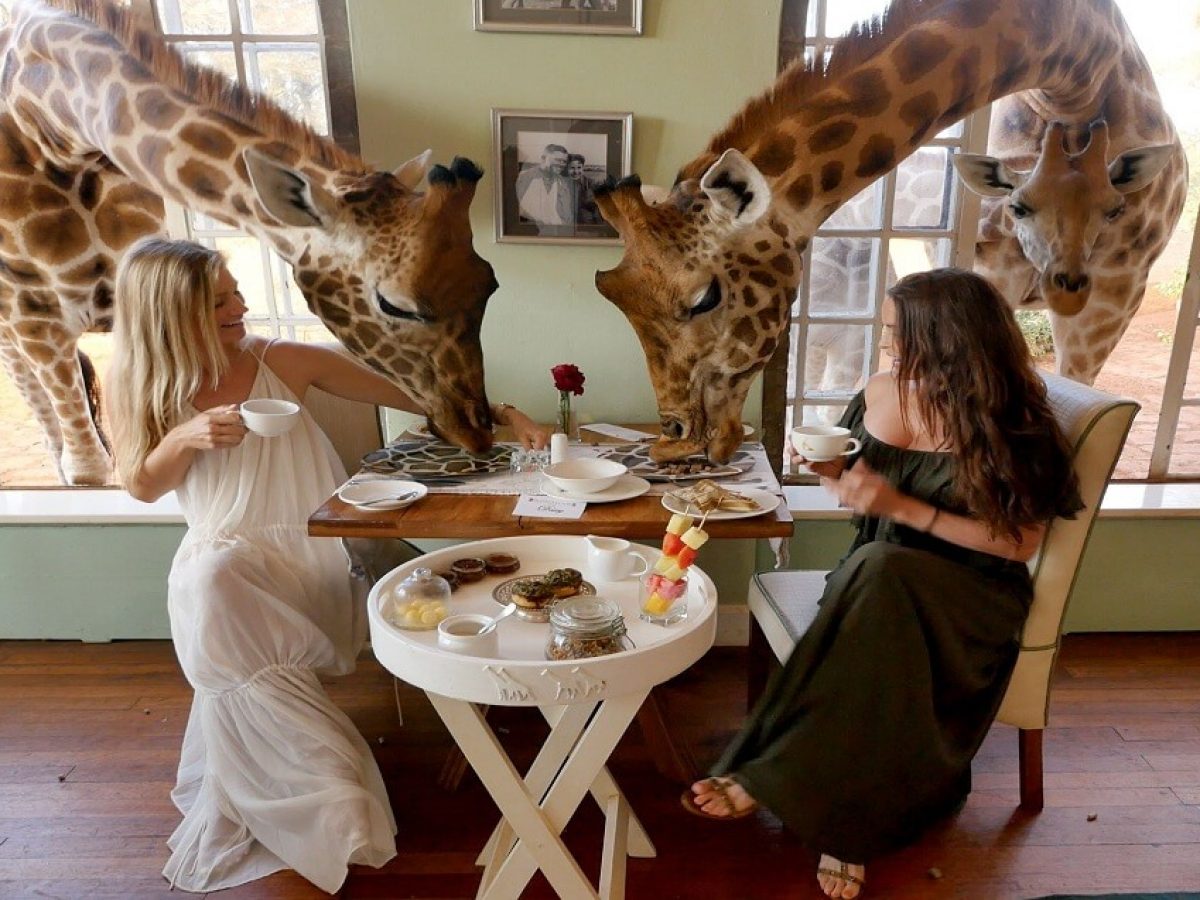 This Safari welcomes you to the flora and fauna of Nairobi National Park'The only city with a park' and the magnificent views of the beautiful infrastructure, landscape and a little taste of nairobi culture.