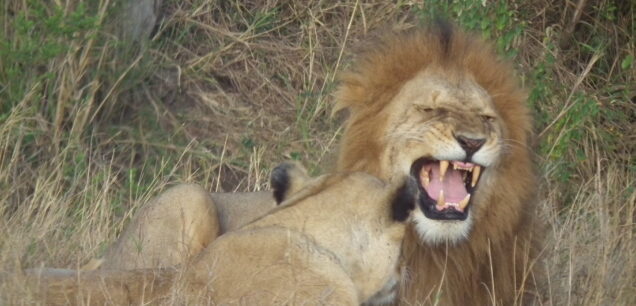 NAIROBI NATIONAL PARK