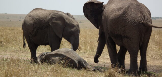 MERU NATIONAL PARK
