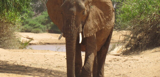 LAKE MANYARA NATIONAL PARK