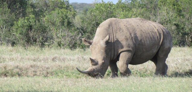 KATAVI NATIONAL PARK