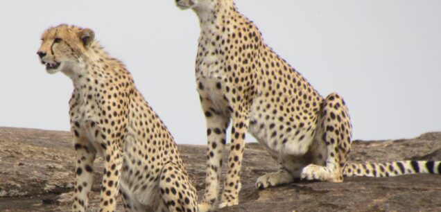 GISHWATI MUKURA NATIONAL PARK