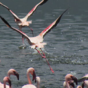 LAKE NAKURU NATIONAL PARK