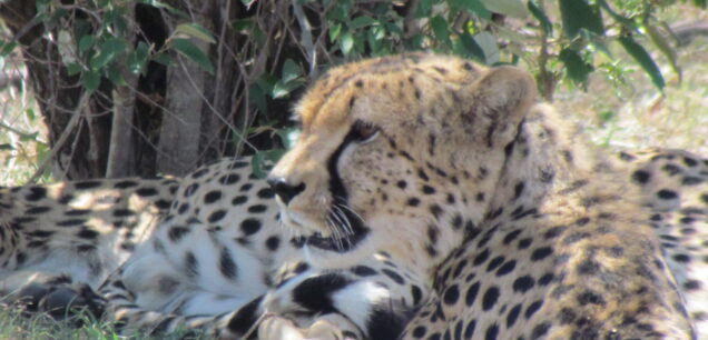 NGORONGORO CONSERVATION