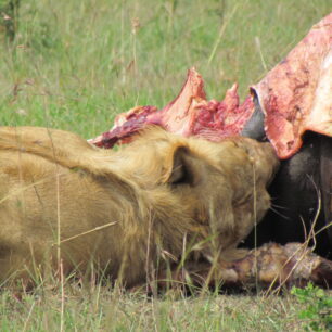 AMBOSELI NATIONAL PARK