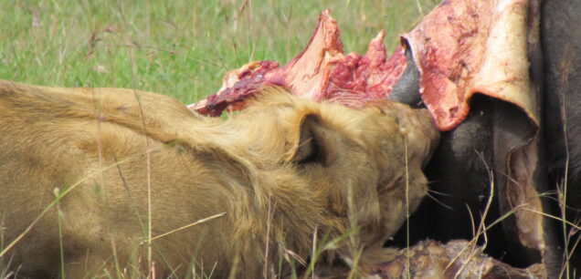 AMBOSELI NATIONAL PARK
