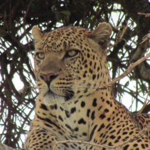 MAASAI MARA GAME RESERVE