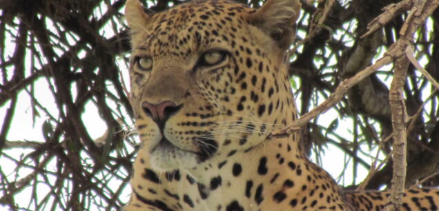 MAASAI MARA GAME RESERVE