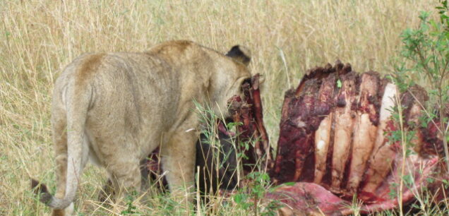 TSAVO EAST NATIONAL PARK