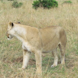 AKAGERA NATIONAL PARK