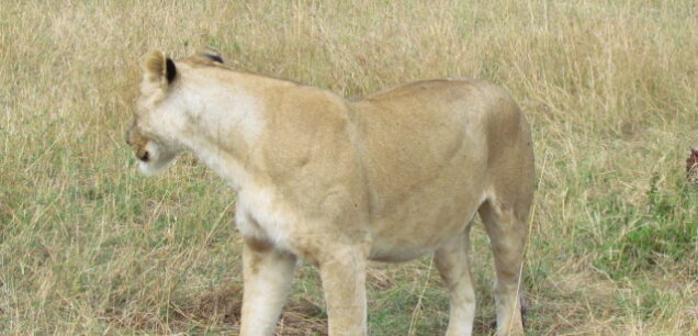 AKAGERA NATIONAL PARK