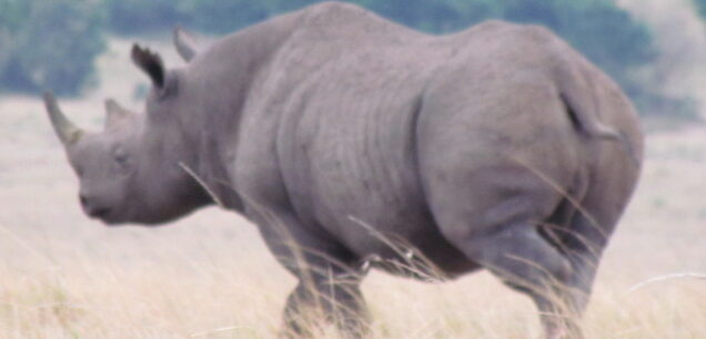 NYERERE NATIONAL PARK
