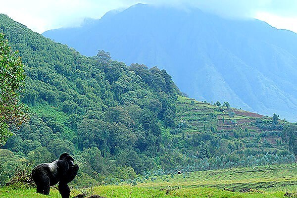 Lush green forest landscape for Uganda primate trekking journeys