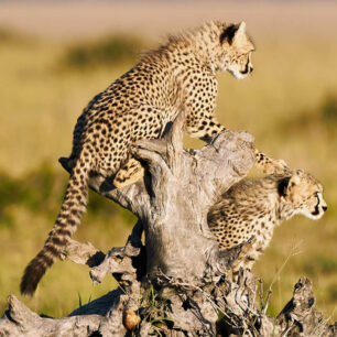 SERENGETI NATIONAL PARK