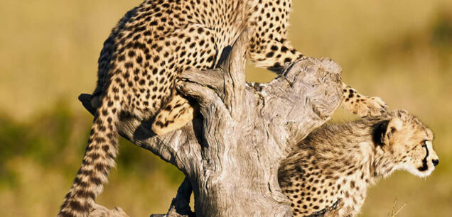 SERENGETI NATIONAL PARK
