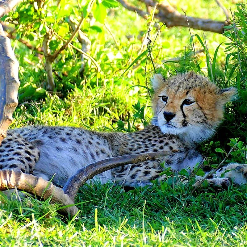 Wide savannah landscape in Northern Tanzania safari country